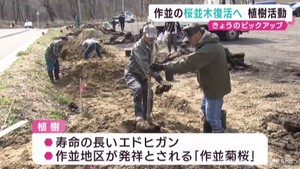 かつての桜並木復活へ植樹　仙台・作並温泉　宮城・一目千本桜の保全活動