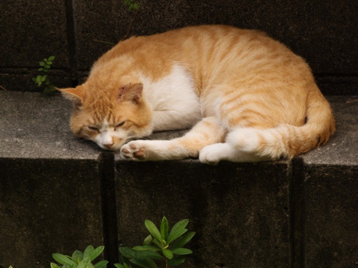 今日も暑いね（小林写函撮影）
