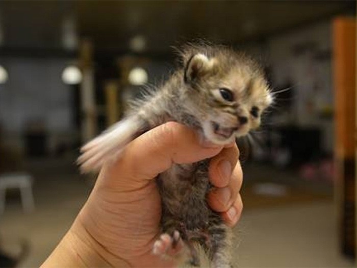 行政施設から引き出した小さな子猫