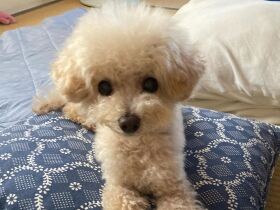 今日は朝から元気いっぱいなの、たくさん遊んでね　トイプードル「らん」