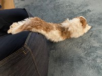 コタロウくんの「とろけ寝」前足をピーンと伸ばしてバランス維持（画像提供：コタロウだよさん）