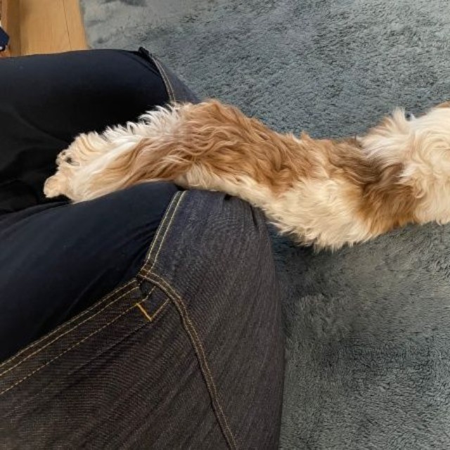 コタロウくんの「とろけ寝」前足をピーンと伸ばしてバランス維持（画像提供：コタロウだよさん）