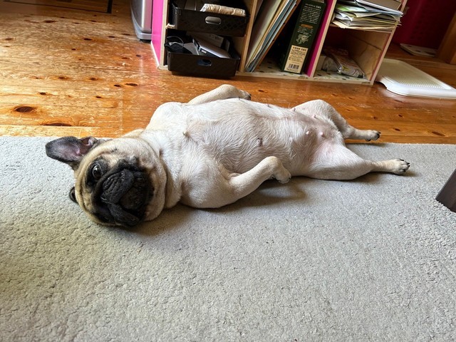 寝姿がかなり貫禄のあるうめちゃん（提供：うめちゃん日記さん）