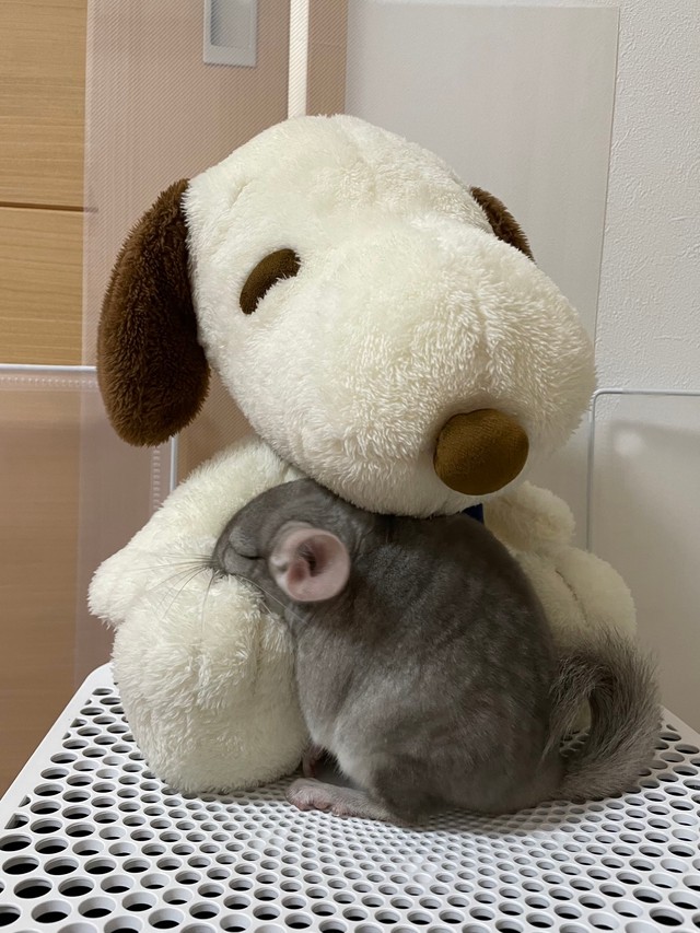 【ビフォー写真】赤ちゃんの頃のちゅちゅちゃんの寝姿（提供：ちゅちゅさん）