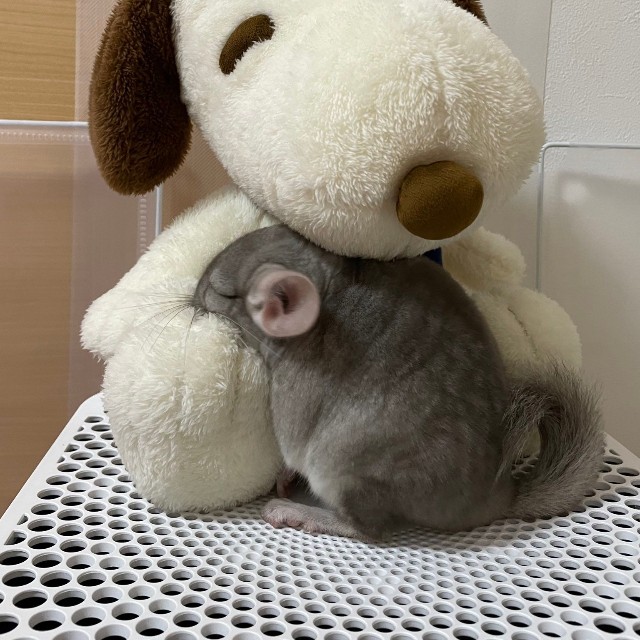 【ビフォー写真】赤ちゃんの頃のちゅちゅちゃんの寝姿（提供：ちゅちゅさん）