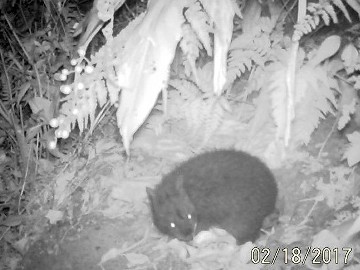 アマミノクロウサギが野生猫に襲われる瞬間の動画　奄美大島