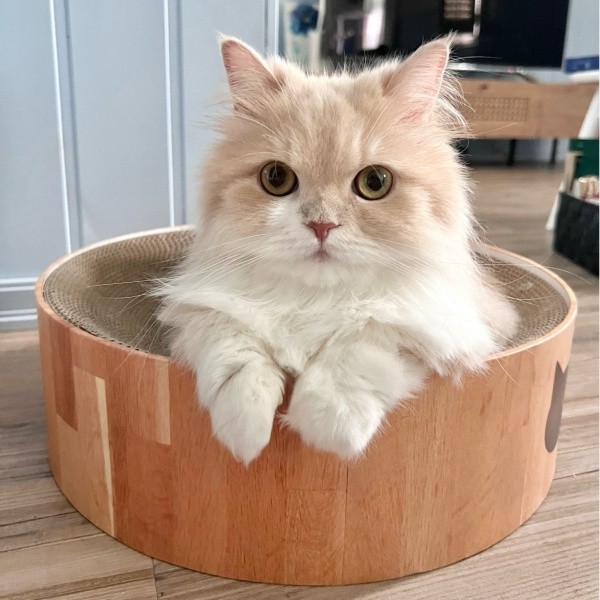 爪研ぎボウルの中でくつろぐビジュちゃん（画像提供：ビジュさん）