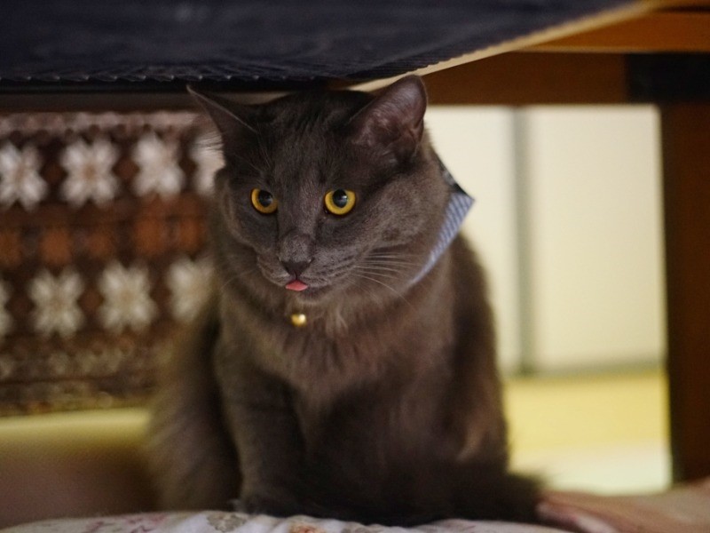 わんぱくなウイスキー