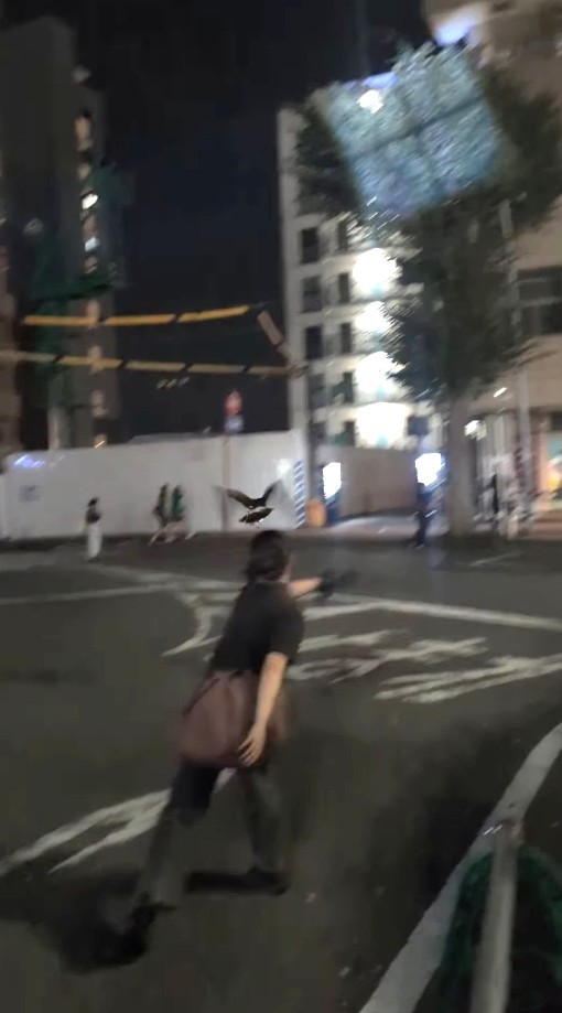 ムクドリ対策のため、長女さんが風恋ちゃんを飛ばした（「鷹の庵」さん提供、Instagramよりキャプチャ撮影）