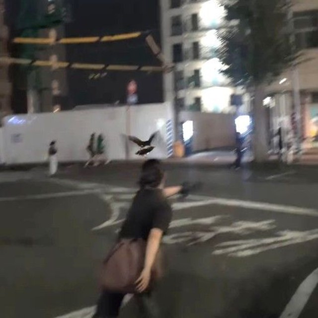 ムクドリ対策のため、長女さんが風恋ちゃんを飛ばした（「鷹の庵」さん提供、Instagramよりキャプチャ撮影）