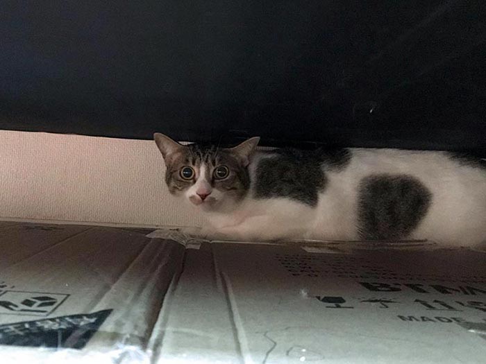 練り物兄弟の「ちくわ」。びくびくしてソファから出てこず…