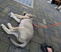 甘えん坊なのはボンと同じですが、どこかマイペースで大物感があるルー