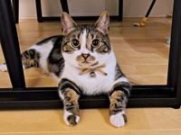 両前足がかわいすぎる！ きょとんとしたしじみさん（画像提供：すずきさん）