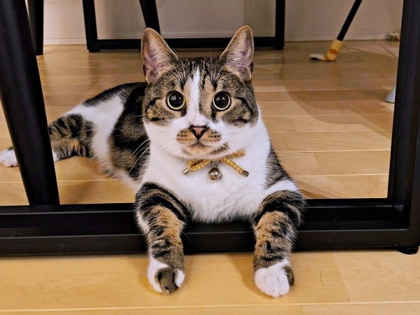 両前足がかわいすぎる！ きょとんとしたしじみさん（画像提供：すずきさん）