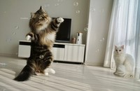 シャボン玉で遊ぶメルちゃん＝めるちょとまおまおさん（@meltube_cat）提供