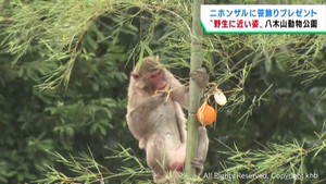 ニホンザルも七夕を楽しむ　仙台市八木山動物公園のサルに笹飾りをプレゼント