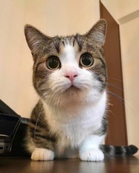 ドラエモンのようなフォルムママがあざと可愛いって言うにゃ＝しずわらひなたさん（@shizuwarahinata）提供