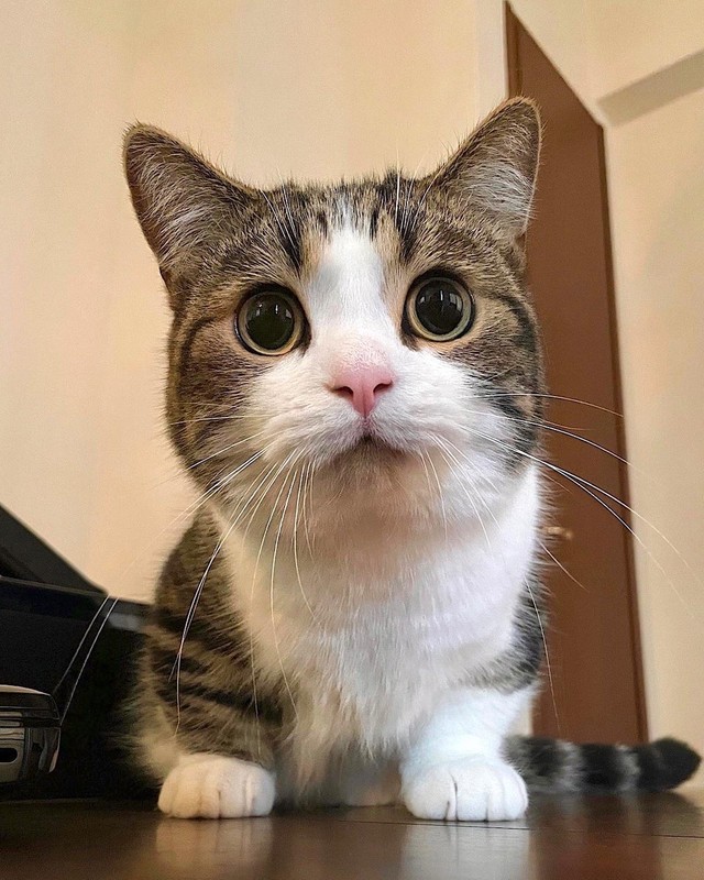 ドラエモンのようなフォルムママがあざと可愛いって言うにゃ＝しずわらひなたさん（@shizuwarahinata）提供