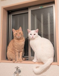 多頭飼育崩壊から保護された（左から）みのるちゃん、あきらちゃん（画像提供：emy@保護猫とレオパと平屋一人暮らし）