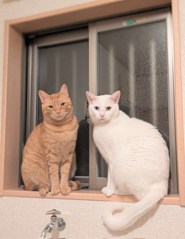 多頭飼育崩壊から保護された（左から）みのるちゃん、あきらちゃん（画像提供：emy@保護猫とレオパと平屋一人暮らし）