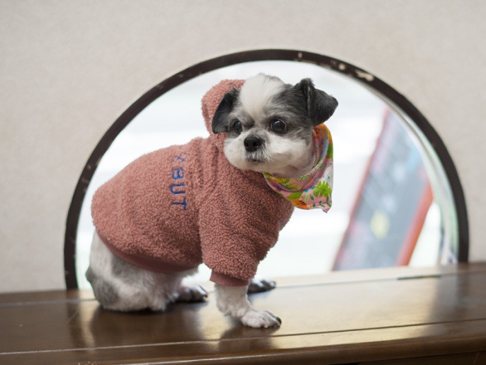 「診察室の低い小窓は、私たちにはちょうど良い高さ。通りが眺められ、診察に来る動物たちみんな心が和むって言ってるわ」（小林写函撮影）