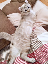 のんびりくつろぐつくねくん（画像提供：べじたりあん。さん）