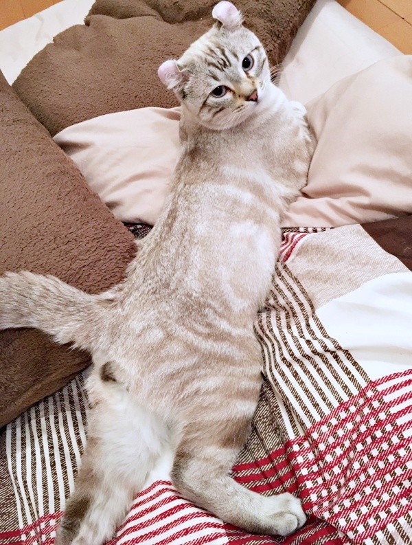 のんびりくつろぐつくねくん（画像提供：べじたりあん。さん）