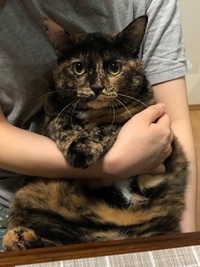 ぬいぐるみのように抱っこされるきゅーちゃん（提供：きゅーちゃん成長日記さん）
