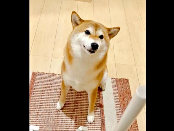 帰宅した飼い主さんを見つめるまろんちゃん（画像提供：シヴァイヌ まろんさん）