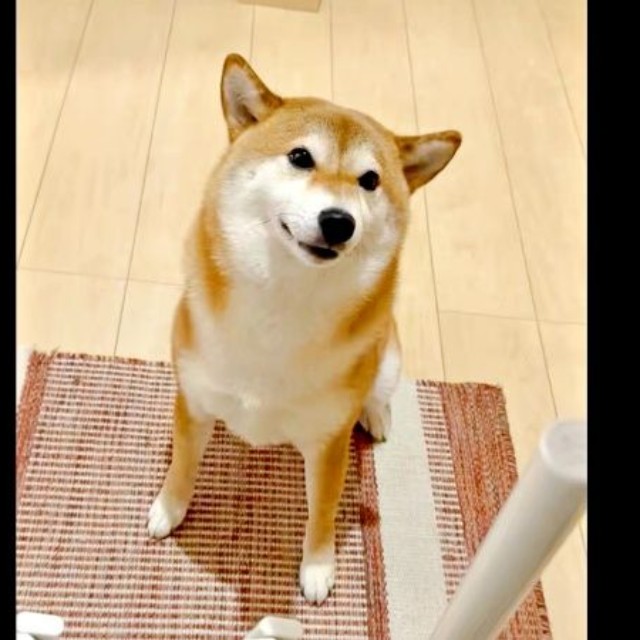 帰宅した飼い主さんを見つめるまろんちゃん（画像提供：シヴァイヌ まろんさん）