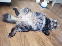 床上でゴロン！ ふさふさのしっぽが愛らしいたまちゃん（画像提供：ハナちゃん）