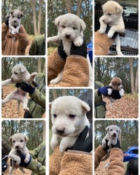 2024年1月、岡山市の山中で8匹の子犬が保護された