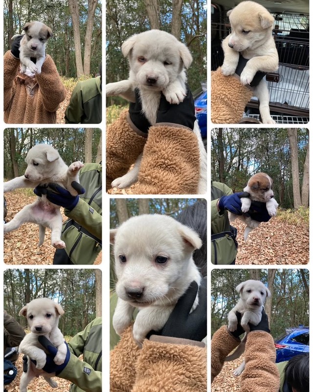 2024年1月、岡山市の山中で8匹の子犬が保護された