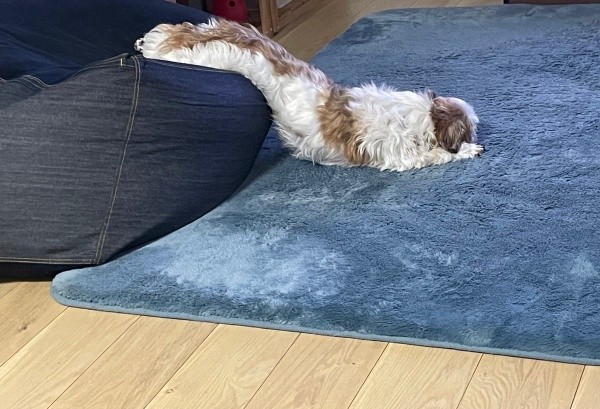 溶けたチーズのように眠るコタロウくん（画像提供：コタロウだよさん）