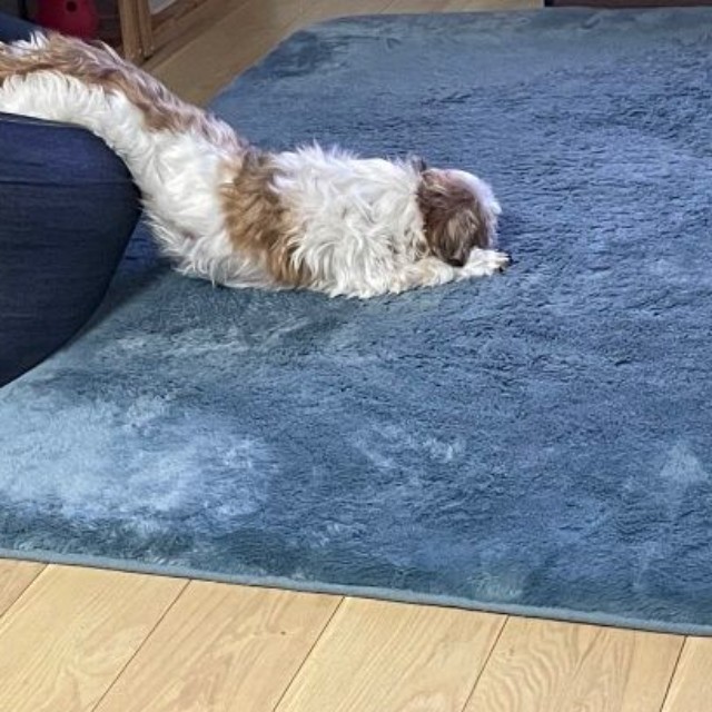 溶けたチーズのように眠るコタロウくん（画像提供：コタロウだよさん）