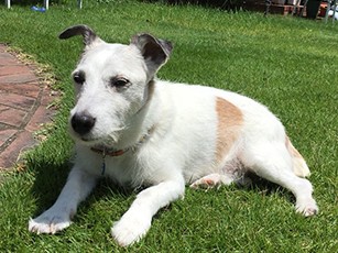 表彰されたご長寿犬１５歳、犬ドックとおもちゃで老化対策！