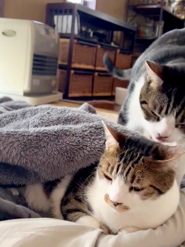 毛布をかけ終わって、ユキちゃんをペロッと舐めるまるくん（画像提供：wuki wukiさん）