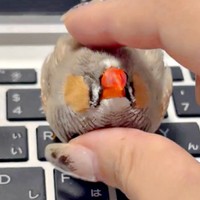 飼い主さんに撫でられて気持ち良さそうなみっちゃん（画像提供：ぜろさんさん）