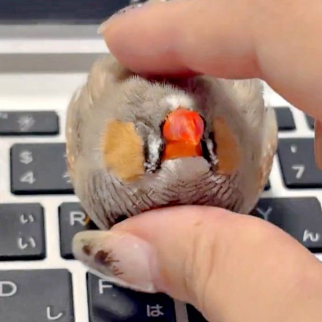 飼い主さんに撫でられて気持ち良さそうなみっちゃん（画像提供：ぜろさんさん）