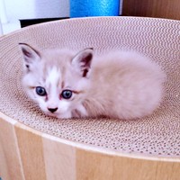 保護間もないころの柱太郎くん（画像提供：ミキサーさん）