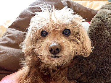 薬に体温計…愛犬が嫌がるケアは、ためらわず一気に！ がコツ