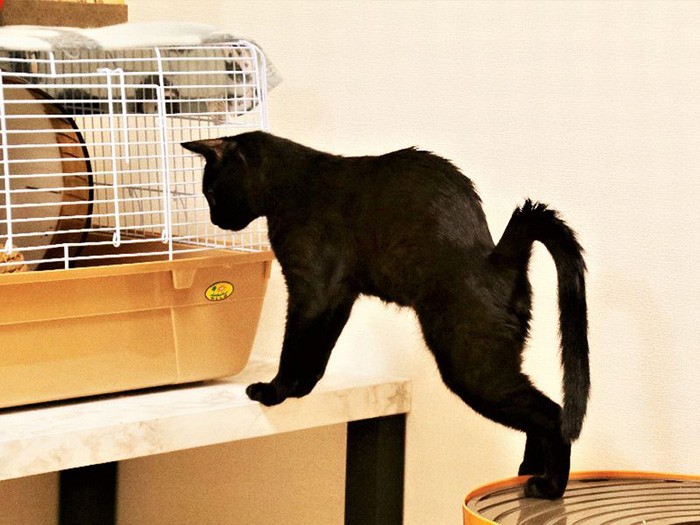 人見知りのハリネズミ「タワシ」とモップは、友好な関係。（千博さん提供）