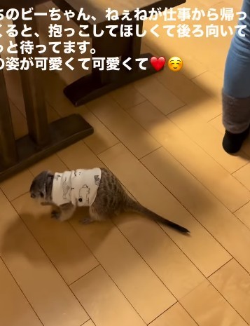 抱っこして！と訴える背中がかわいい♡（提供：＠manaminnyさん）
