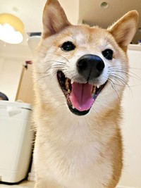 笑顔がキュートなケンタくん（画像提供：ケンタさん）
