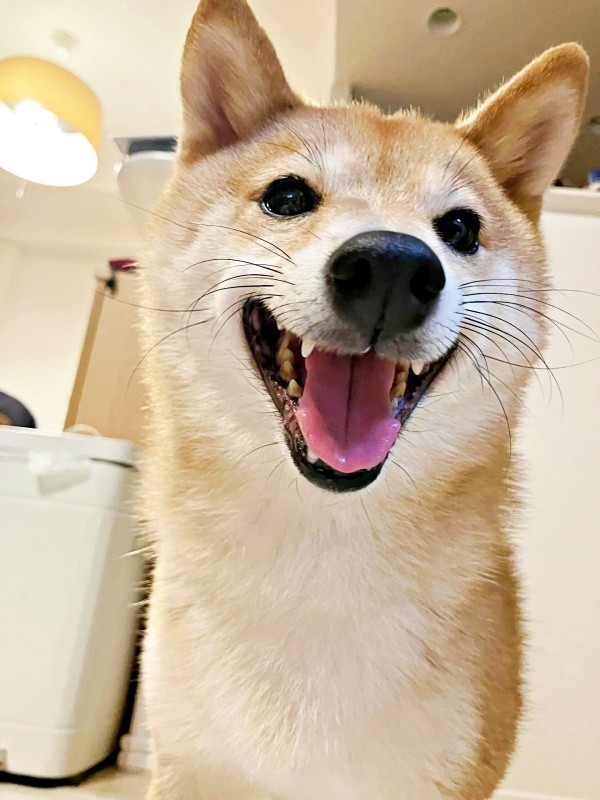 笑顔がキュートなケンタくん（画像提供：ケンタさん）