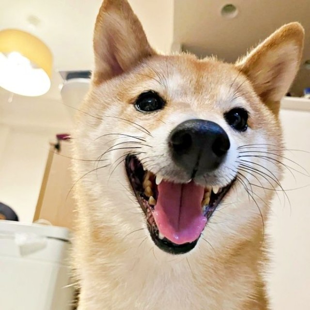 笑顔がキュートなケンタくん（画像提供：ケンタさん）
