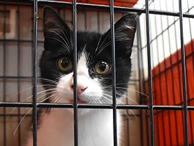 火葬場に向かうトラックで殺処分　死と隣り合わせの動物たち