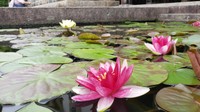 魅惑！岡山・倉敷市の大原美術館　印象派の巨匠・モネゆかりの「睡蓮」 鮮やかなピンクや黄色に胸キュン　