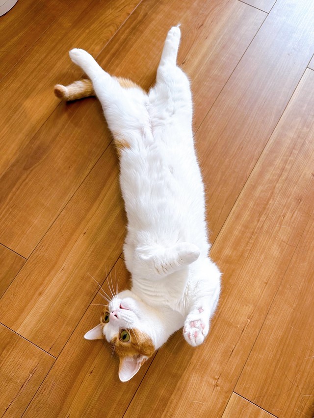 ご飯を察知した時のもちくん（提供：も＆もちもなさん）