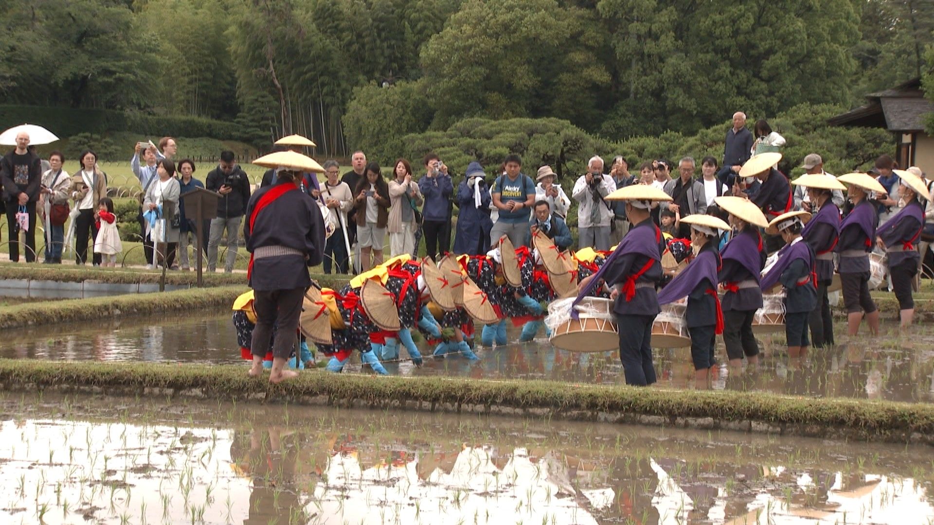 岡山後楽園で恒例の「お田植え祭」 6月14日に開催へ 岡山市 | KSB